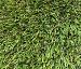 Gras Chesterfield 400cm