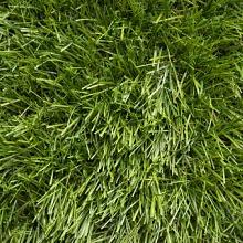 Gras Coventry 400cm