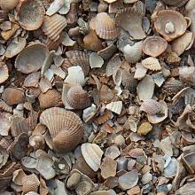 Schelpen bruin 8-16mm BB 1m3